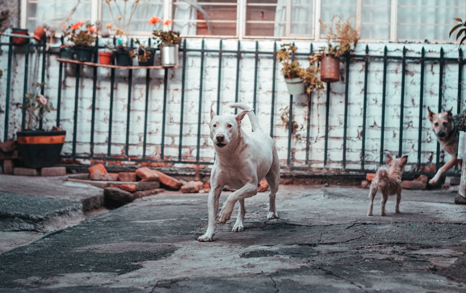 A white dog with a playful expression running across a small courtyard paved with uneven concrete slabs, surrounded by a weathered white brick wall with potted plants hanging from metal brackets and s